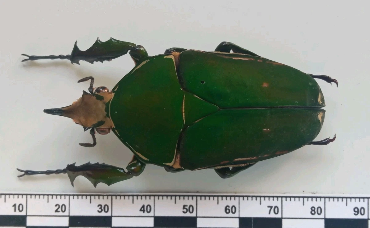 Goliathus Beetle for sale | eBay