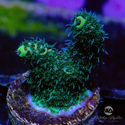 Green Millepora - WYSIWYG (AG3) - Live SPS Coral Frag