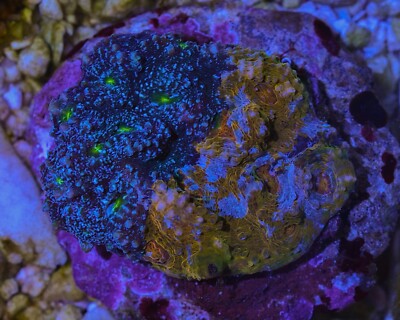 Rare Grafted Chalice Live Coral Colony LPS 3in Diameter