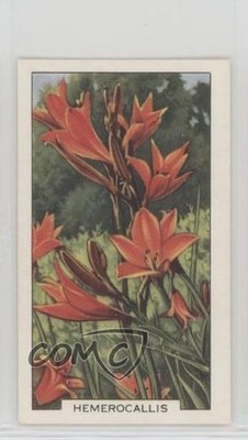 1938 Gallaher Garden Flowers Tobacco Hemerocallis #18 0w8f