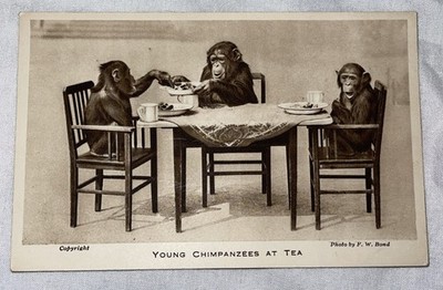 Antike Postkarte 1920 und England Schimpanse Tea Party Zoo London Zoo F.W Bond 
