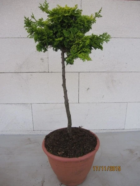 easy bonsai starter kit anleitung deutsch Bonsai Seed Starter Kit main image 1
