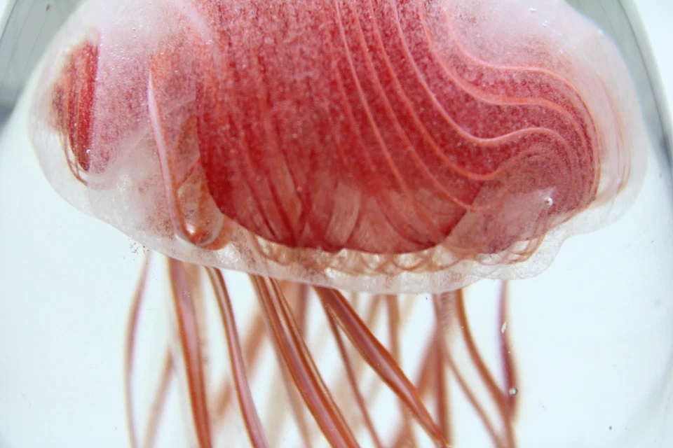 Pisapapeles de vidrio artístico Dynasty Gallery 6" estatuilla de medusa naranja de colección Foto 4 de 4