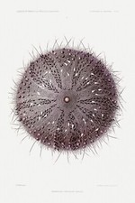 14373.Decor Poster print.Room wall art.Urchin illustration.Seafood Restaurant