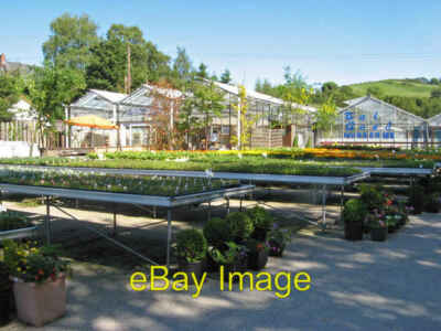 Photo 6x4 Tal Goed Nurseries Graig A fine array of summer bedding plants  c2012