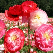 20,000+ Shirley Double Petaled Mixed Colors Poppy Seeds Heirloom Organic Non GMO