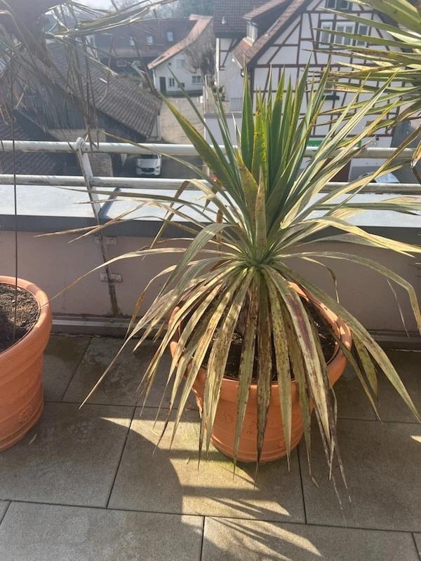bogenhanf ähnlich Sansevieria Trifasciata 'Grey Stripe' (Bogenhanf) – Foliage Dreams main image 1