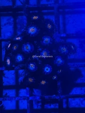 CE- WYSIWYG Midnight Madness Zoa Zoanthid Frag Live Coral LPS SPS #R1GI16