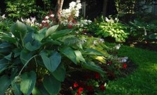 large to giant Hosta Seeds mix of colors, and leaf shape 25 perennial seeds