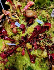 Premium Live Superb Fresh Moss Gallon Assort - Terrarium Vivarium Exotics