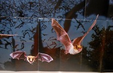 Плакаты и картинки Poster -Texas Bats
