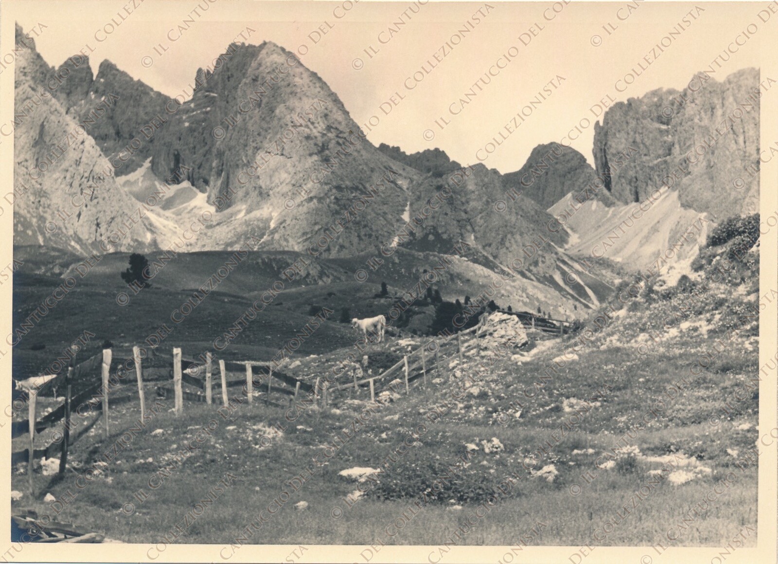1951 FUNES Sass Rigais dal Rifugio Firenze Gruppo Odle panorama Bolzano Foto