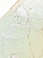 Lunaria or Lotus Leaf Study 21" Soft Green Botanical Drawing 1970s Pond Plants