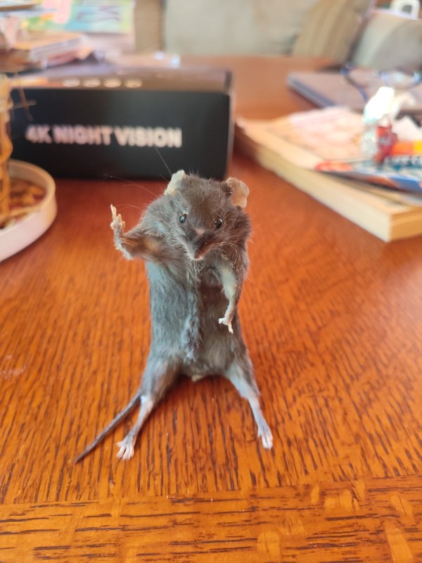Taxidermy Mouse standing Anthropomorphic mount oddity curiosity decor rodent 