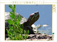 Calvendo Puzzle SchmuckschildkröTe | 1000 Teile Lege-GrößE 64X48Cm Foto-Puzzle F