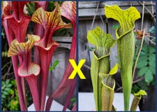 2024 SARRACENIA SEEDS: (ALUCARD X DOREEN’S COLOSSUS) X BOG WITCH