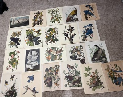 John James Audubon 17  x 11  Birds Of America Audubon Prints Lot Of 31 Framable