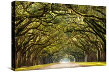 Stretched Canvas Print A Stunning, Long Path Lined with Ancient Live Oak Tree...