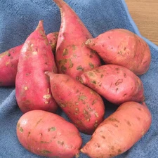 24 - SWEET POTATO Slips GEORGIA JET Live Rooted Plants EXCELLENT BAKING VARIETY