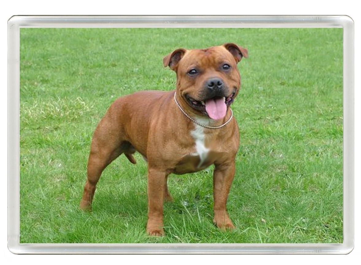 STAFFORDSHIRE BULL TERRIER STAFFIE DOG NOVELTY FRIDGE MAGNET GREAT