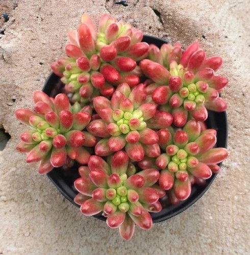 SEDUM RUBROTINCTUM "AURORA" - PINK JELLY BEANS - 4" DIAMETER POTTED PLANT