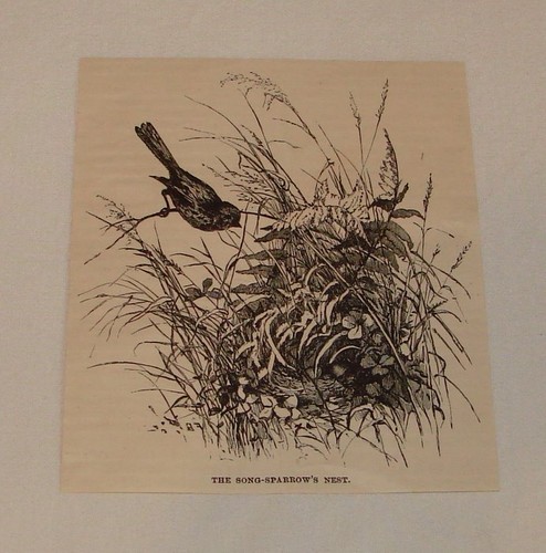 1887 magazine engraving ~ SONG-SPARROW'S NEST