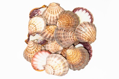 Natural Lion Paw Scallop Nautical Dish Beach Craft Sea Shell 5''- 6''(16 pcs) #025