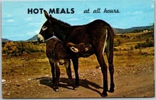 Hot Meals at All Hours Donkey Feeding Baby Vintage Chrome Postcard Arizona A39