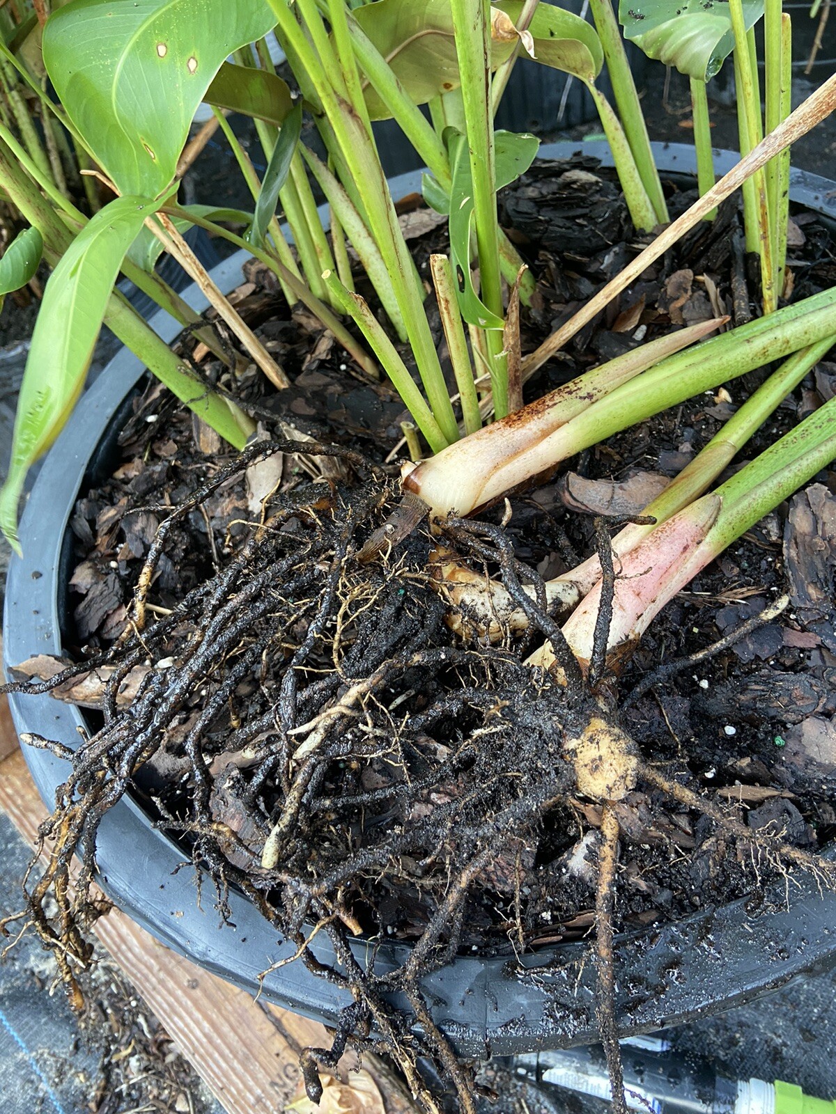 HELICONIA ROSTRATA HANGING LOBSTER CLAW, 1 LIVE RHIZOME EXOTIC TROPICAL PLANT. eBay