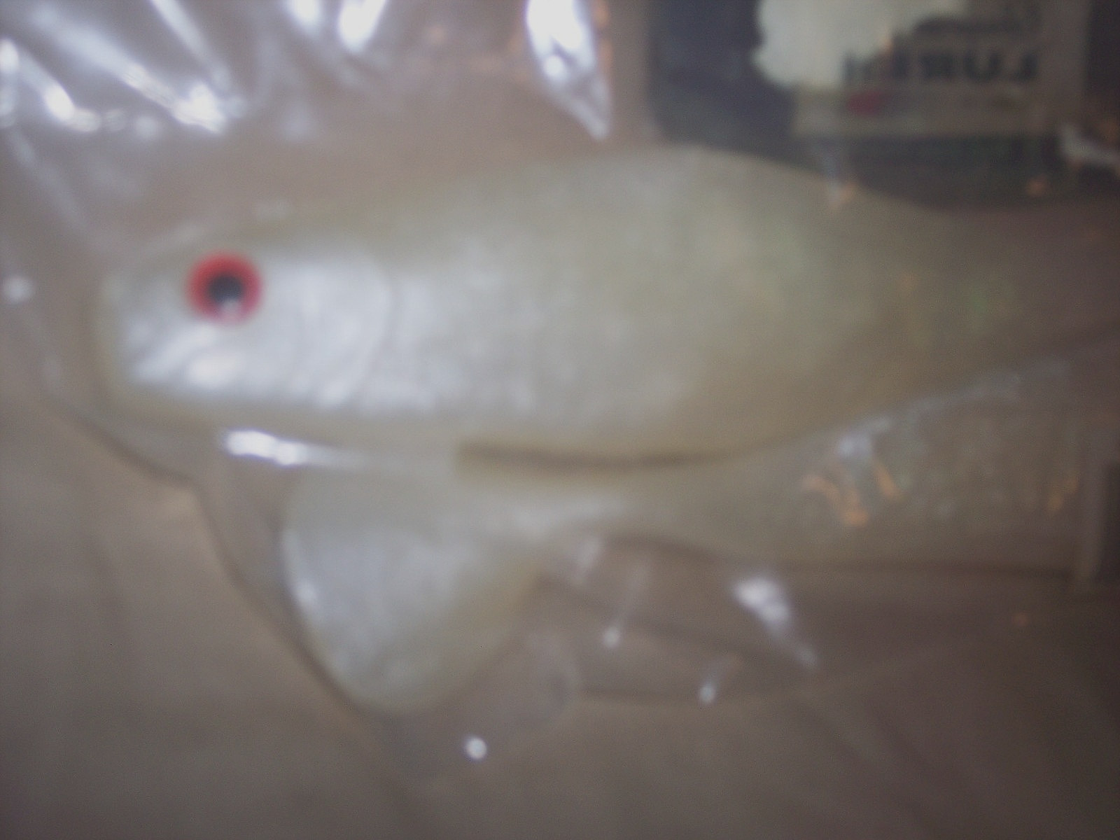 Chesapeake Bay Lure Red Eye Shad 9" Baitfish Umbrella Rig Striper Muskie Pike . - Image 6