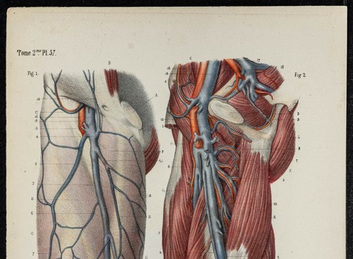 1866 - Angiologie - Venen Der Overknee - Lithografie Antik (Grey's Anatomy) - Picture 2 of 3