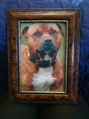 Staffordshire Bull terrier Red Framed Postcard by Sawley Fine Arts LTD