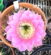 293 - Echinopsis European Hybrids Rooted Pups Cactus Succulents