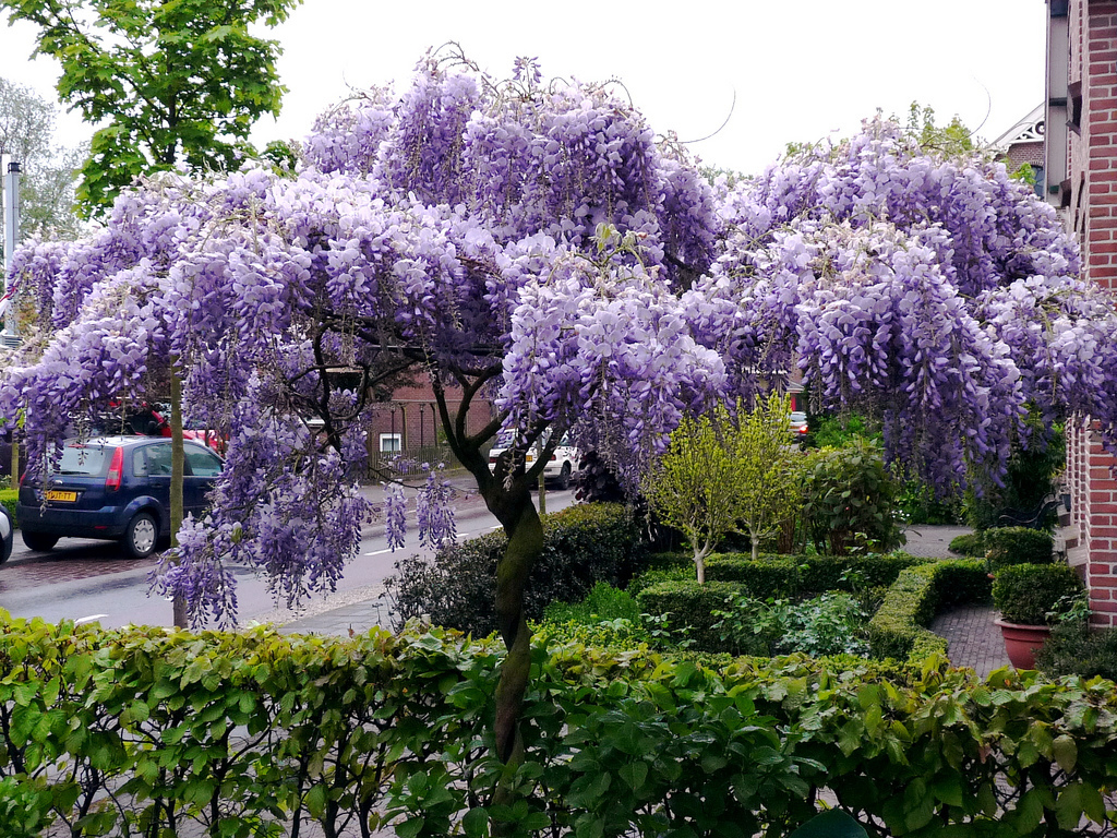 Чудо-дерево(不思議な木)

幼児用絵本　洋書 Japanese WISTERIA FLORIBUNDA rare vine flowering purple wood tree