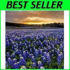 New ListingVibrant Texas Bluebonnet Seeds - Attractive 1 lb. Flower Seeds for Spring Bloom