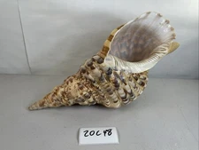 Huge Rare Triton Sea Shell From The Philippines Marine 20C48