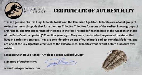 0.7" Elrathia Kingi Trilobite Fossil Utah Cambrian Age 521 Million Years Old COA - Picture 6 of 6