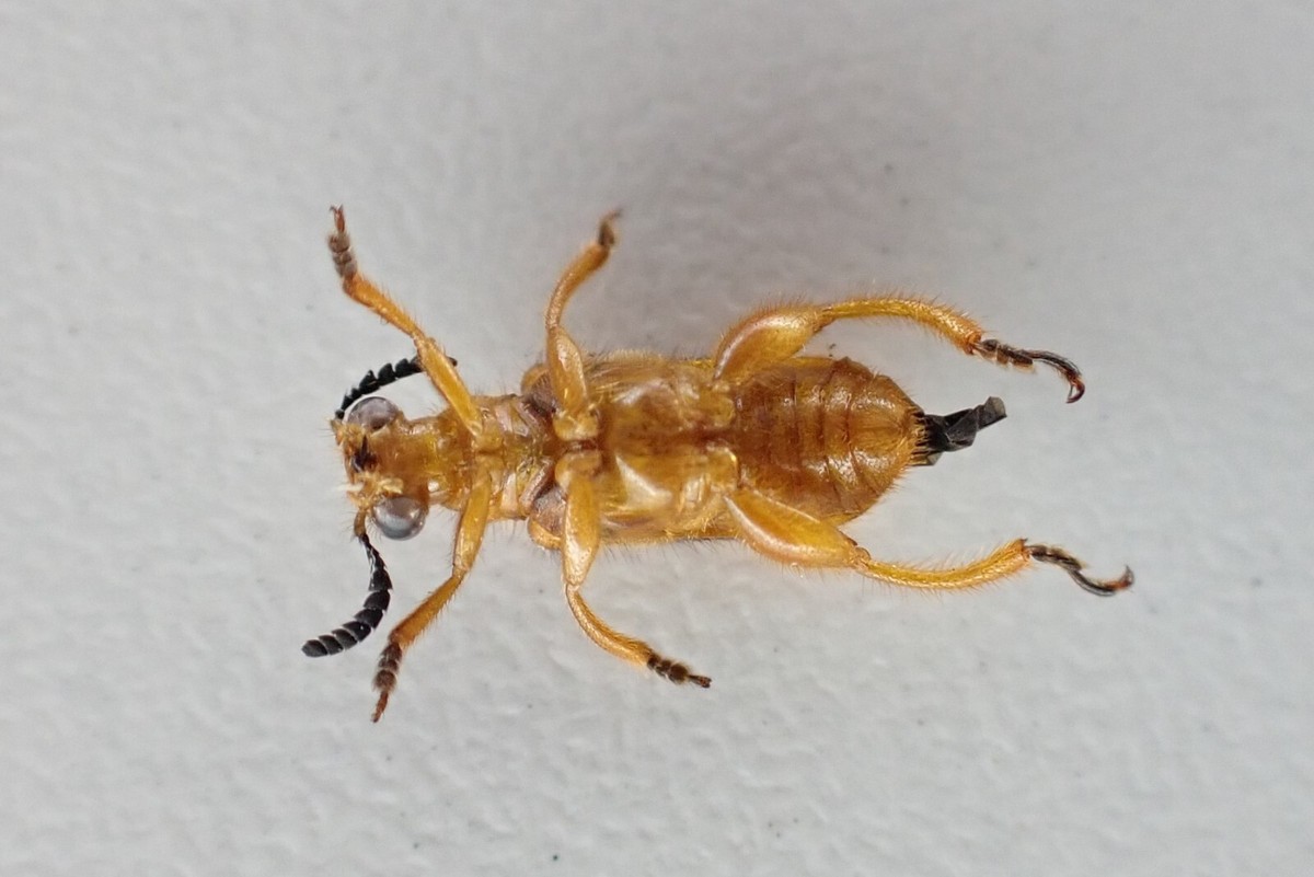 j83866. Insects, Megalopodidae sp. Vietnam South | eBay