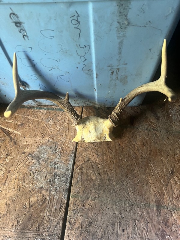 whitetail deer antlers for sale