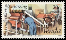 VENDA 31 - Tea Cultivation "Cut and Twist" (pb66078)