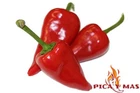 20 PIQUILLO PEPPER SEEDS 100% GUARANTEED