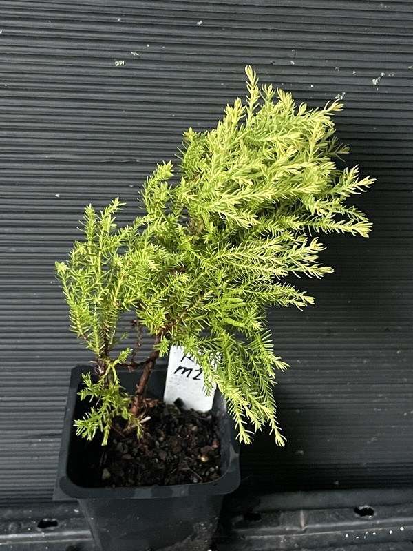 Rheingold  Arborvitae