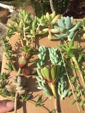 Assorted Succulent Cuttings/Clippings (20)  3"-5"Tall Variety Extras Colorful*