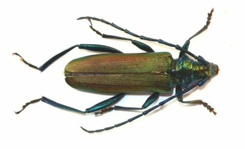 RARE Pantodinus klugi 33mm from Guatemala Beetle Insect Entomology