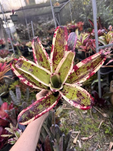 Bromeliad Neoregelia ‘Castigado’ (marginated) - Picture 2 of 3