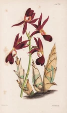 Mormodes Atro-Purpurea Panama Orchid Orchid Botany Lithograph Curtis 4577