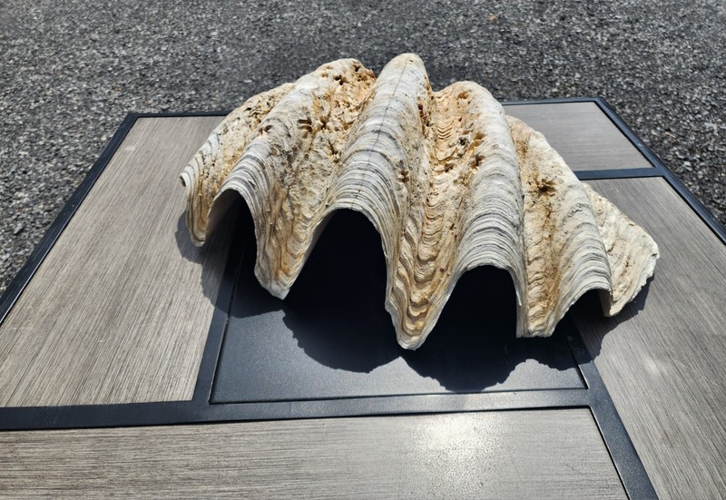 Giant Clam Shell 27" Wide 85 Lb. Tridacna Gigas 