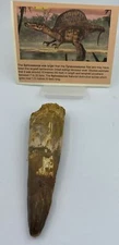 Spinosaurus Teeth Dinosaur F0SSIL Before T Rex Cretaceous J586