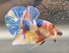 Multicolor Galaxy Koi hmpk colorful Betta fish High Quality