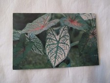 POSTAL DE COLECCIÓN, PLANTA BICOLOR DE CALADIO, EL DEPARTAMENTO DE SERVICIO URBANO HONG KONG